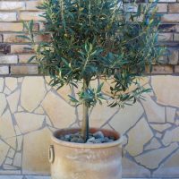 An Olea 'Kalamata Jumbo' Olive Tree stands against a stone brick wall. The pot is beige and placed on a tiled surface.
