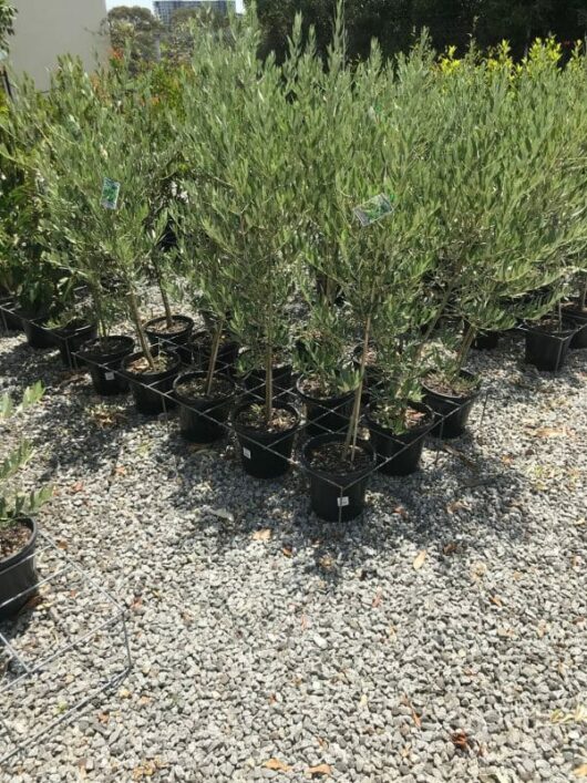 Olea 'Del Morocco' Olive 8" Pot and Olea 'Del Morocco' arranged on a gravel surface in a sunny outdoor nursery.
