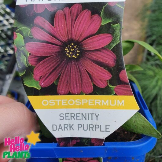 Osteospermum ‘Serenity™ Dark Purple’ African Daisy 4" Pot