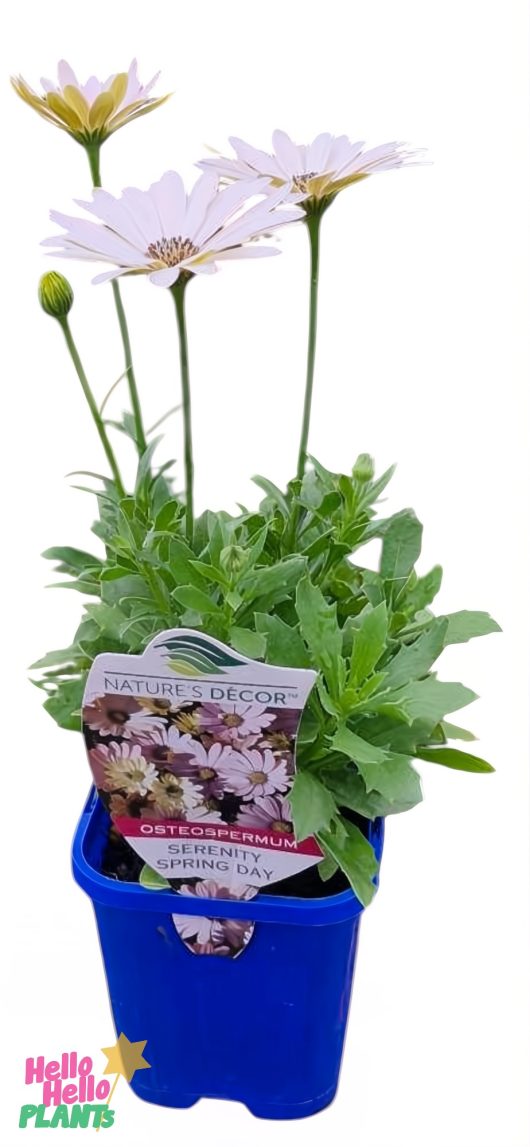 A 4" potted Osteospermum 'Serenity™ Spring Day' African Daisy with white and pink blooms from Hello Hello Plants.