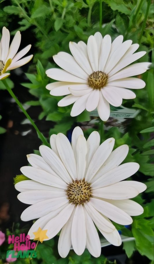 Two white Osteospermum 'Serenity™ Spring Day' African Daisy flowers with yellow centers and green foliage are pictured. The "Hello Hello Plants" logo is in the corner. Brighten your garden with this beauty in a 4" pot.