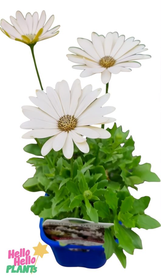 A 4" blue pot with Osteospermum 'Serenity™ Spring Day' African Daisy, featuring green leaves and three white blooms; "Hello Hello PLANTS" logo appears in the bottom left corner.