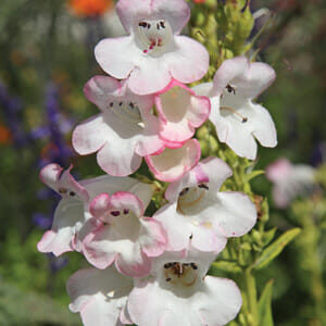 Close-up of white and pink Penstemon 'Osprey' 4" Pot flowers with a blurred background of green foliage and blue flowers.