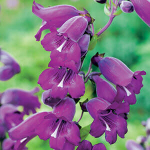 A cluster of vibrant purple bell-shaped Penstemon 'Midnight' 4" Pot flowers on a green blurred background.
