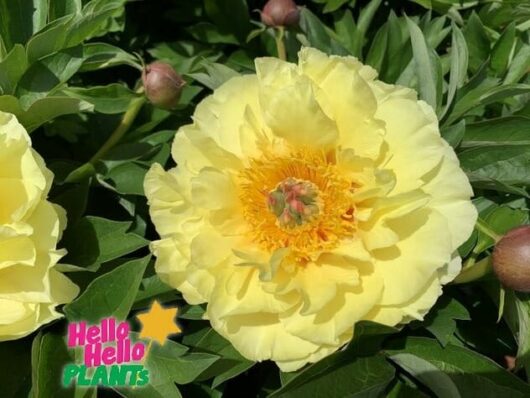 Paeonia 'Yellow Crown' Peony Rose 8" Pot