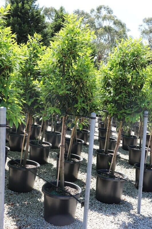 Prunus 'Portuguese Laurel' (Pleached) 20" Pot
