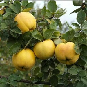 Ripe Quinces hanging from a Cydonia 'Quince' Tree 10" Pot branch, surrounded by lush green leaves.