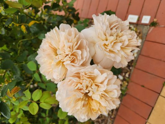 Cluster of pale peach Rose 'Evelyn' Bush Form blooms against a backdrop of green leaves and red brick pavement.