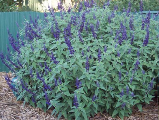 A dense patch of Salvia 'Anthony Parker' 6" Pot plants with tall purple flowers against a green corrugated metal fence.