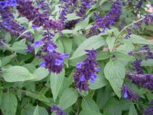 Close-up of Salvia 'Anthony Parker' 6" Pot flowers with vibrant green leaves.