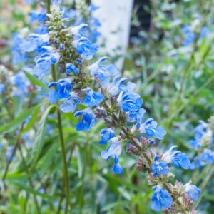 Salvia 'Bog Sage Blue' 6" Pot flowers blooming in a lush garden with green foliage in the background.