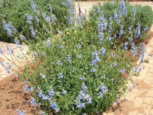 A garden with vibrant Salvia 'Bog Sage Blue' 6" Pot flowers and lush green foliage, bordered by a light brown pathway.