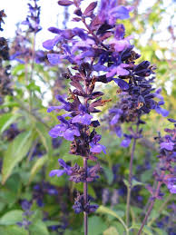 Salvia 'Indigo Spires' 6" Pot flowers in bloom with green foliage in the background.