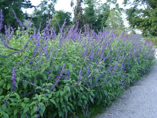 A row of tall, blooming Salvia 'Indigo Spires' 6" Pot plants along a gravel path, with trees in the background.