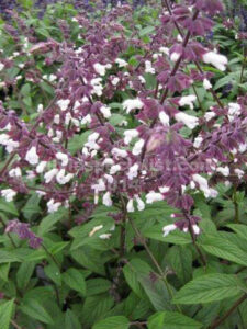 A close-up view of purple and white Salvia 'Waverly' Sage 6" Pot flowers blooming among green leaves.