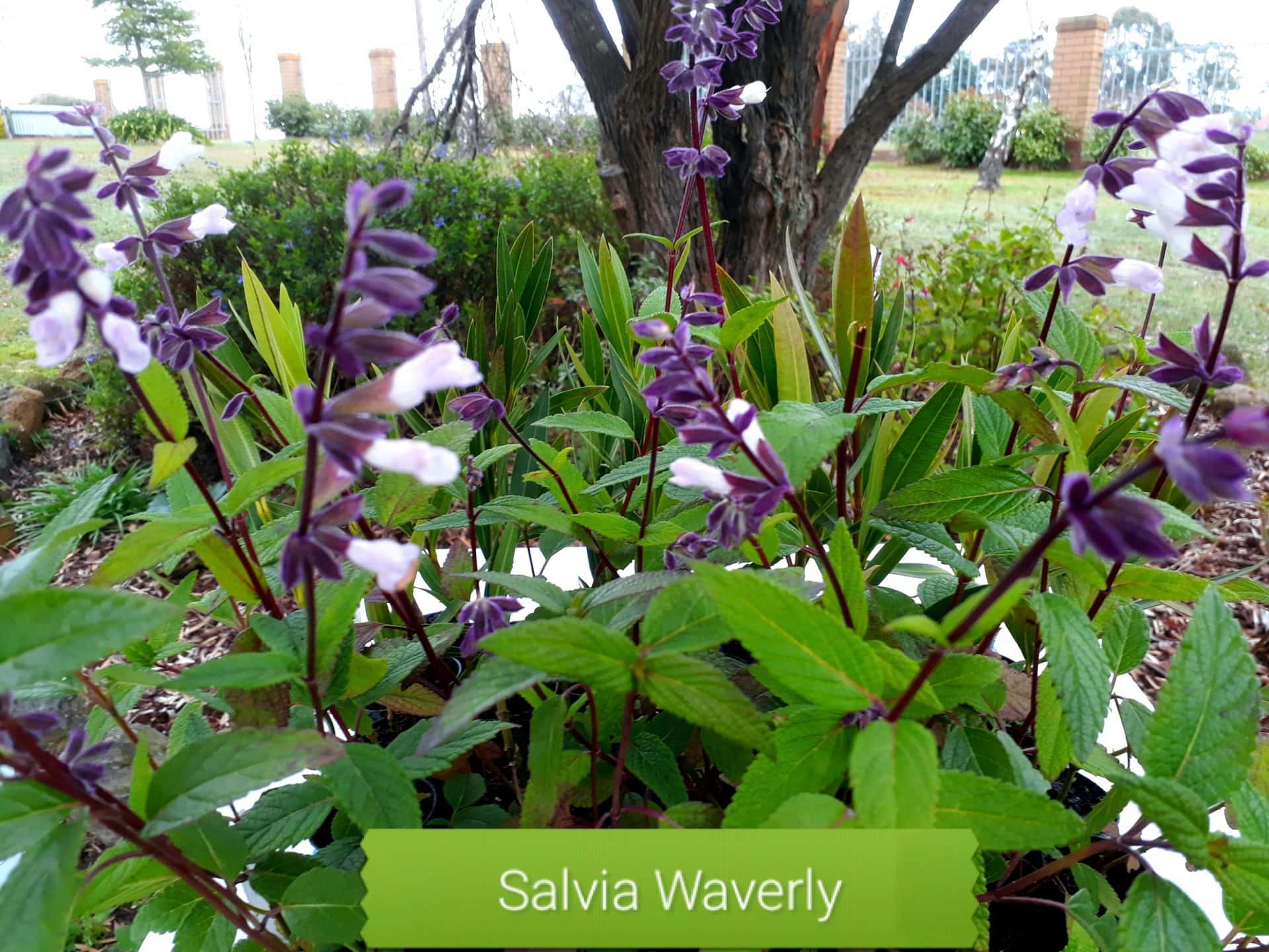 Salvia Waverly Sage Hello Hello Plants And Garden Supplies