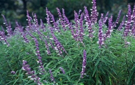 A lush field of purple Salvia 'Mexican Bush Sage' 6" Pot flowers with narrow, pointed leaves.