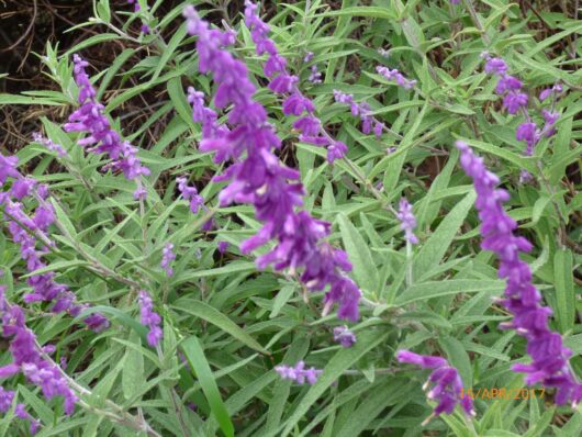 Close-up of purple Salvia 'Mexican Bush Sage' 6" Pot flowers with green leaves, captured in natural daylight.