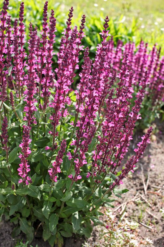 Salvia nemorosa Pink flowering Sage Bush in cottage style garden. Hot pink flower spikes.