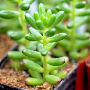 Close-up of a green Sedum 'Jellybeans' Succulent 6" Pot plant with plump, oval leaves growing in a small pot filled with soil.