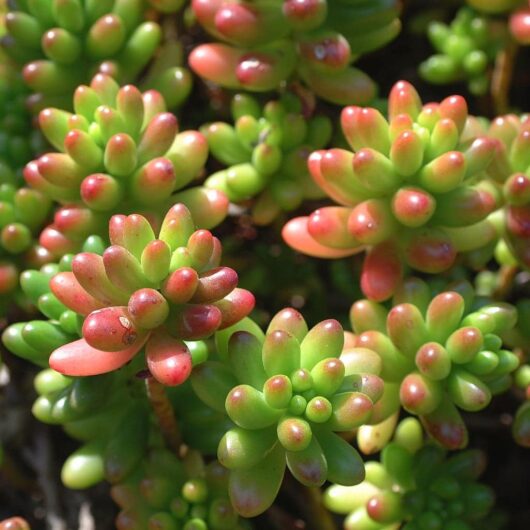 Close-up of green and red-tipped Sedum 'Jellybeans' succulent plants in bright sunlight.