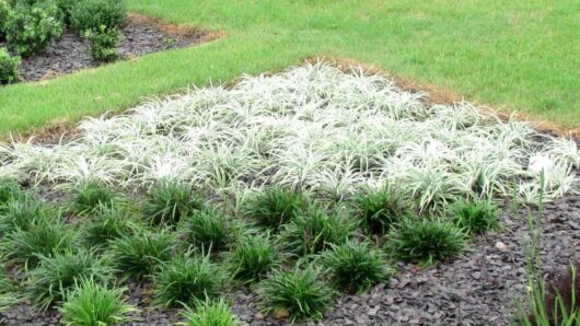 Liriope 'Silverlawn™' 6" Pot