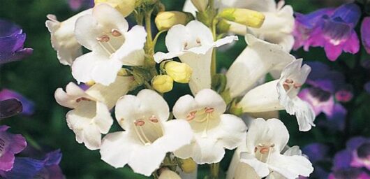 Close-up of white Penstemon 'Swan Lake' 4" Pot flowers with yellow centers, surrounded by purple blooms, showcasing detailed petals.