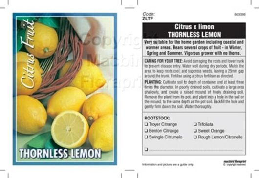 Image of a plant label for "Citrus Lemon Tree 'Thornless' 10" Pot," featuring photos of lemons and information about care, size, and planting instructions.