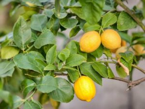 Bright yellow lemons hanging on a lush, Citrus Lemon Tree 'Thornless' 10" Pot with vibrant leaves.