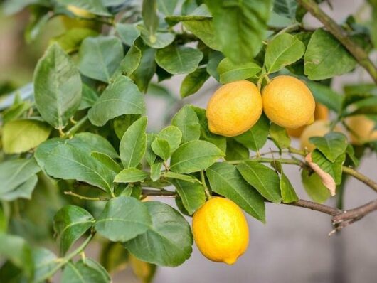 Bright yellow lemons hanging on a lush, Citrus Lemon Tree 'Thornless' 10" Pot with vibrant leaves.