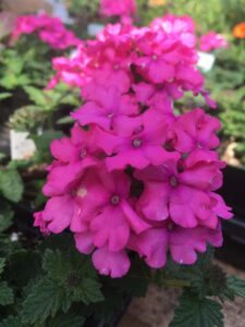 Close-up of vibrant pink Verbena 'Vanessa Deep Pink' 6" Pot flowers with visible green leaves in a garden setting.