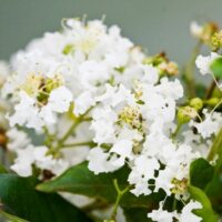 Close-up of a cluster of small white Lagerstroemia 'Albury White' Crepe Myrtle flowers with green leaves on a blurred background.