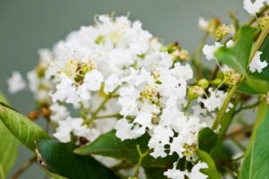 Close-up of a cluster of small white Lagerstroemia 'Albury White' Crepe Myrtle flowers with green leaves on a blurred background.