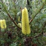 banksia praemorsa yellow flower