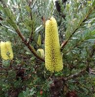 banksia praemorsa yellow flower