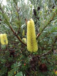 banksia praemorsa yellow flower