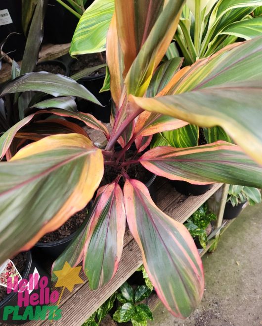 A vibrant Cordyline 'Early Morning Diamond' 7" Pot plant with glossy, multicolored leaves in shades of pink, green, and cream, displayed at a garden center.