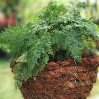 Rabbit's Foot Fern Hares foot fern basket