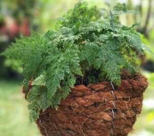 Rabbit's Foot Fern Hares foot fern basket