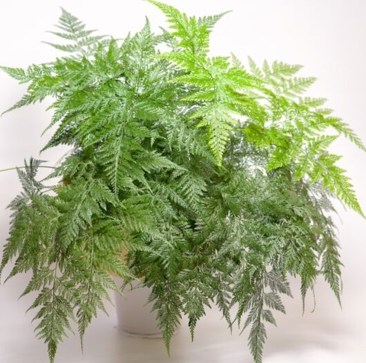 Davallia 'Rabbit's Foot Fern' White 6" Pot