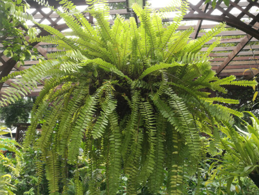 Emerald Queen Fern Nephrolepis