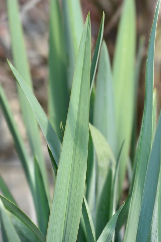 Dianella 'Breeze®' Flax Lily