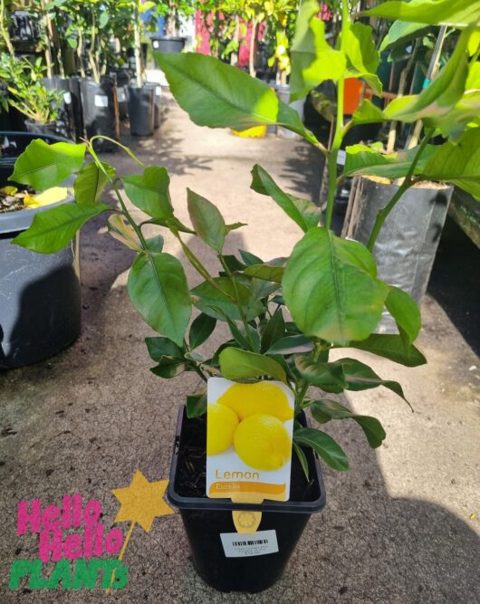 Citrus 'Eureka' Lemon Tree 2L/6" Pot Growers Flash Sale!