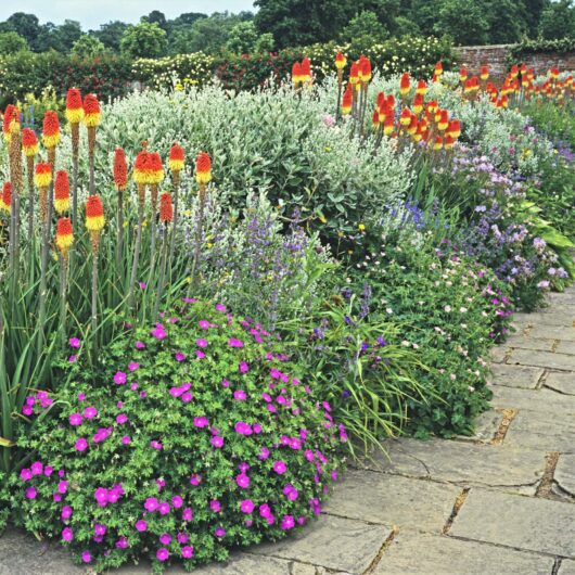 A lush garden with a variety of colorful flowers, including vibrant Kniphofia 'Traffic Lights' 6" Pot, purple blooms, and dense green foliage, lines a stone pathway on a clear day.
