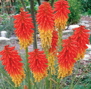Kniphofia 'Traffic Lights' 6" Pot flowers with bright orange-red and yellow tips blooming in a garden.