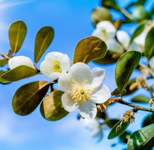 michelia yunnanensis magnolia evergreen green glossy leaves with fragrant creamy white cupped flowers growing off of a branch