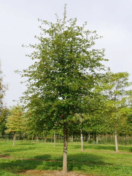 A healthy young Nyssa 'Tupelo' Tree 8" Pot full of red apples, standing in a lush green park with more Nyssa tupelo trees visible in the background.