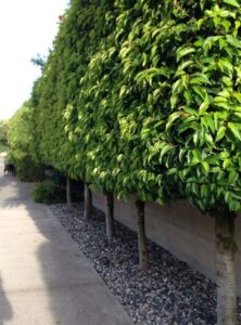 pleached portuguese laurel hedge