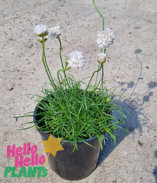 Armeria 'Sea Thrift' White 6" Pot
