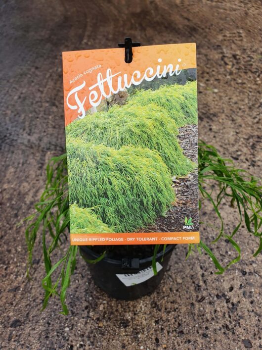 A plant tag attached to a pot of green, leafy Acacia 'Fettuccini' 6" pot, describing its unique rippled foliage and dry tolerance.